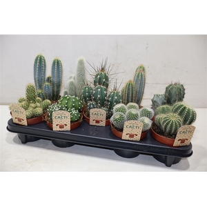 Cactus Gem