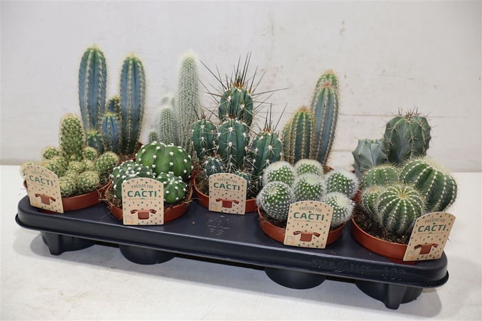 <h4>Cactus Gem</h4>