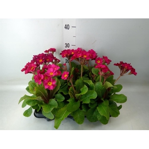 Primula elat. 'Stella Rose'