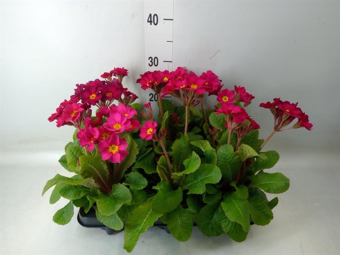 <h4>Primula elat. 'Stella Rose'</h4>