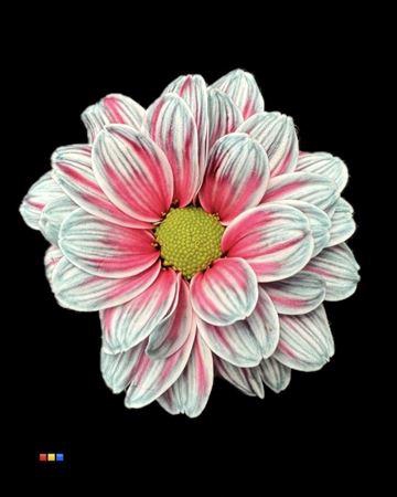 Chr T Kennedy Ocean Fresh