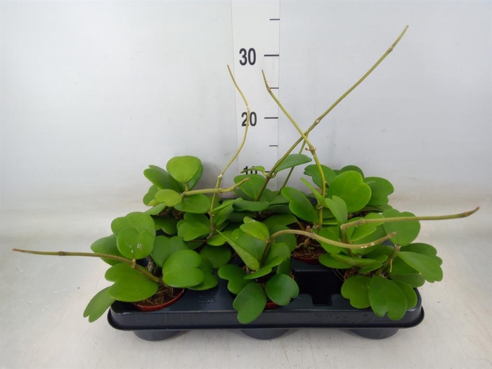 <h4>Hoya kerrii</h4>