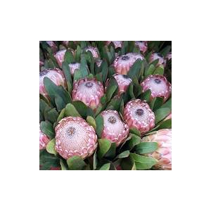 Protea Susara