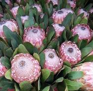 Protea Susara