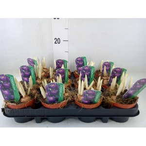 Crocus vernus 'Flower Record'