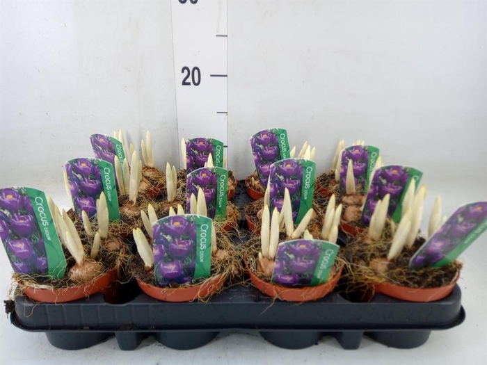 <h4>Crocus vernus 'Flower Record'</h4>