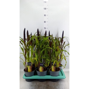 Pennisetum glauc. 'Purple Baron'