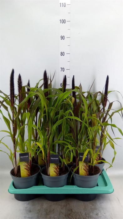 <h4>Pennisetum glauc. 'Purple Baron'</h4>