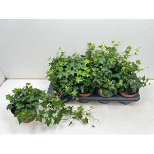 Hedera Helix Pittsburgh 13Ø 35cm
