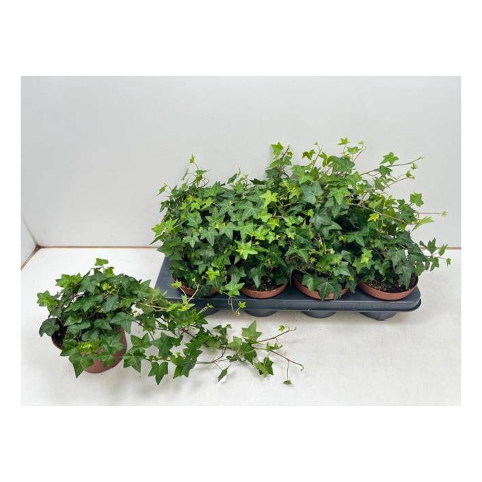 <h4>Hedera Helix Pittsburgh 13Ø 35cm</h4>