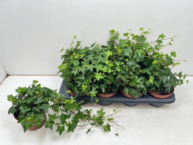 Hedera Helix Pittsburgh 13Ø 35cm