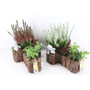 arr4 Outdoor JS  Boomschors kruis mix