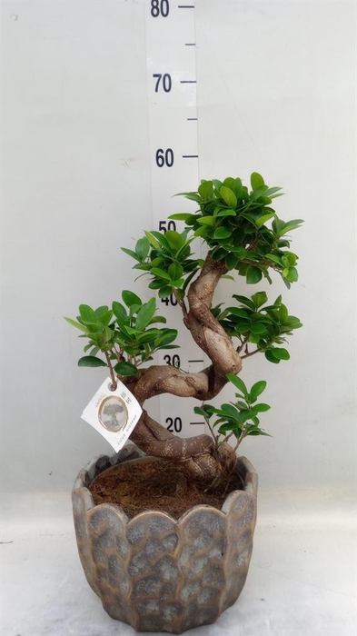 <h4>Ficus microcarpa 'Ginseng'</h4>