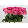 Dahlia Barbados