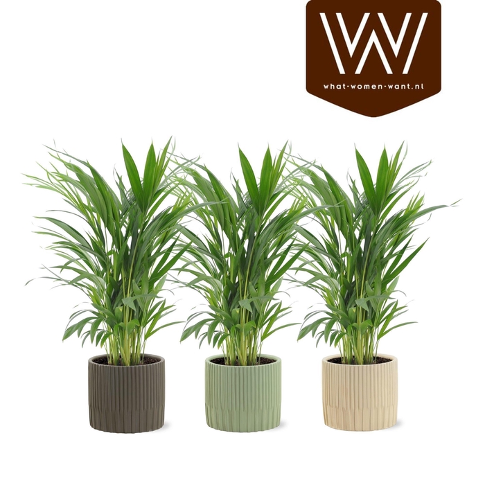 <h4>DYPSIS LUTESCENS</h4>