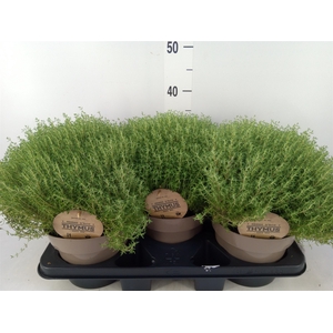 Thymus vulgaris
