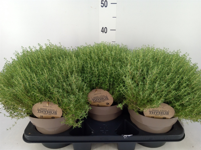 <h4>Thymus vulgaris</h4>