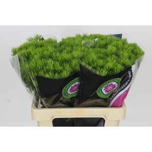 Dianthus Br Kiwi Mellow