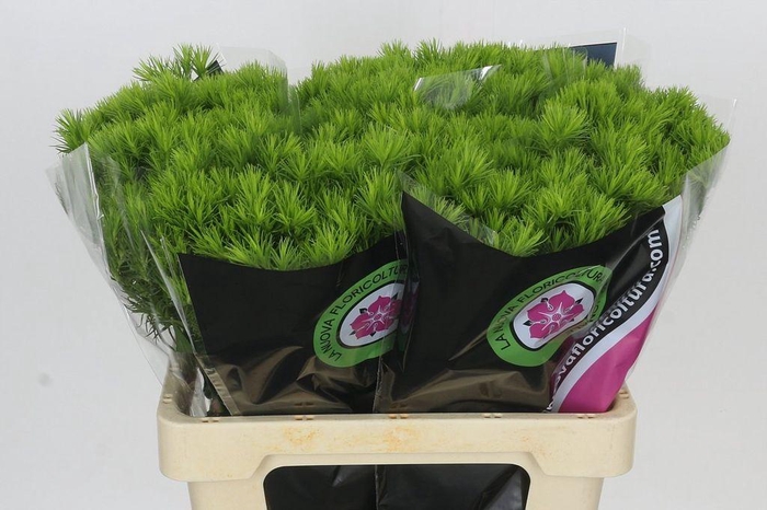 <h4>Dianthus Br Kiwi Mellow</h4>