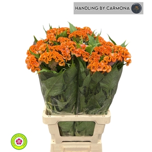 CEL C BOMBAY ORANGE