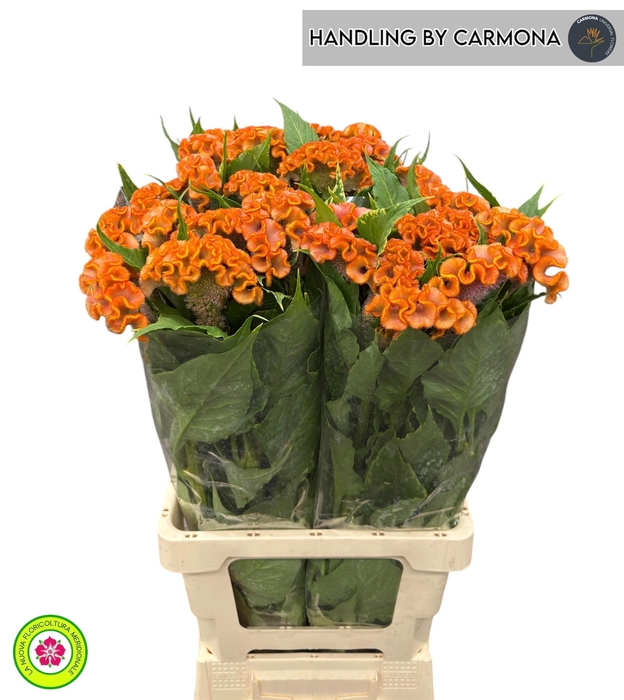 <h4>CEL C BOMBAY ORANGE</h4>