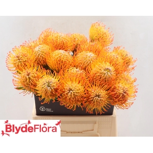 LEUCO AYOBA SUN