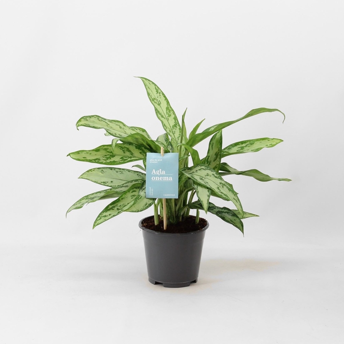 <h4>Aglaonema comm. 'Silver Queen'</h4>