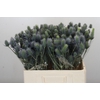 Eryngium Electric Dynamite