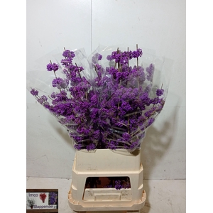 CALLICARPA BOD PROFU