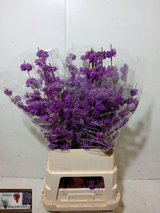 <h4>CALLICARPA BOD PROFU</h4>