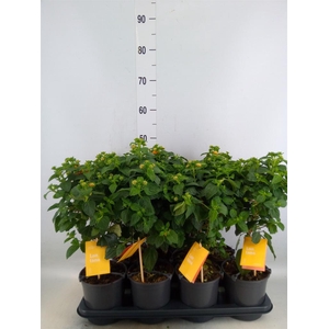 Lantana camara 'Simon Orange'