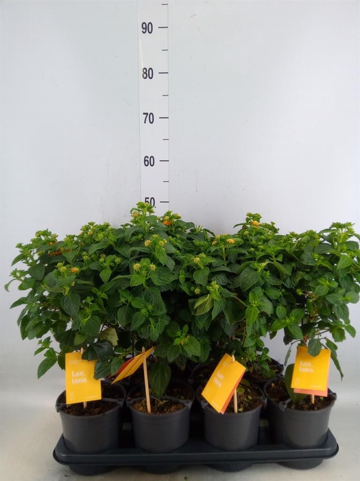 <h4>Lantana camara 'Simon Orange'</h4>