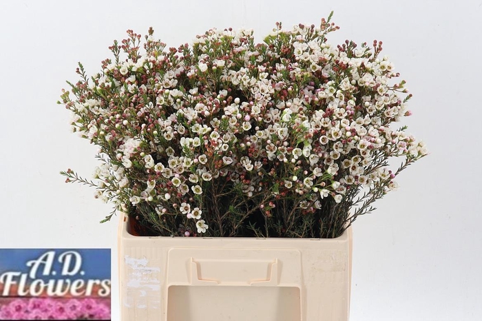 <h4>Cham MI Liron</h4>