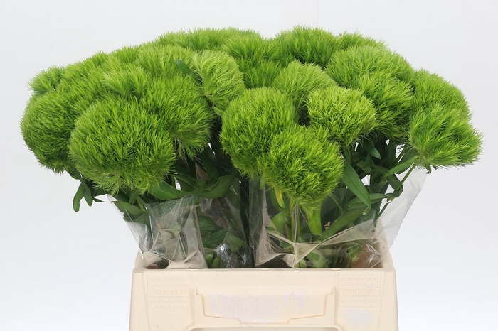 <h4>Dianthus Br Green Queen</h4>