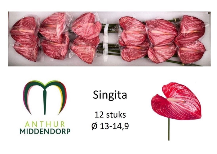 <h4>Anth A Singita</h4>