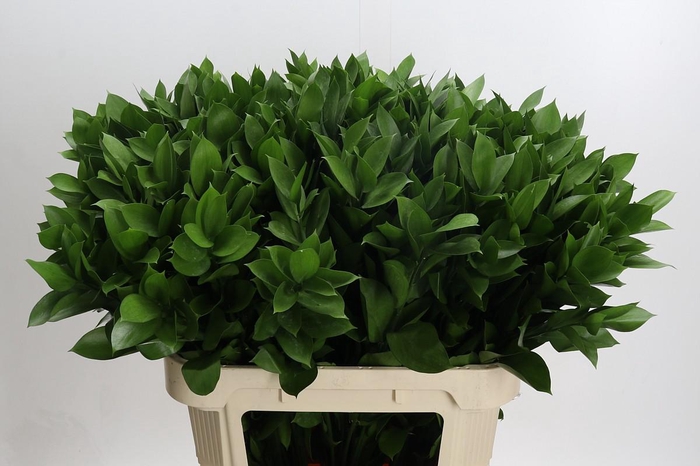 <h4>Ruscus Hypophyllum</h4>