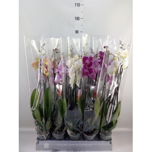 Phalaenopsis   ...mix  7