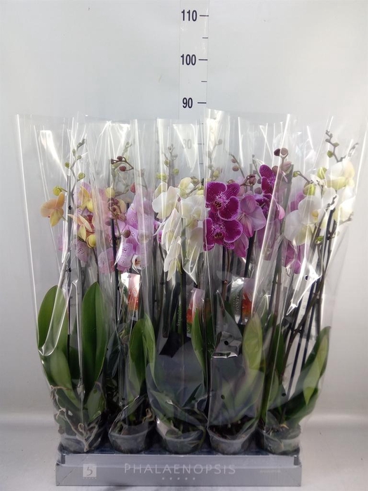 <h4>Phalaenopsis   ...mix  7</h4>