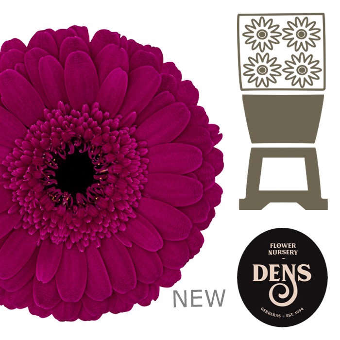 <h4>Germini Rhapsody Diamond</h4>