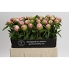 Paeonia Angel Cheeks