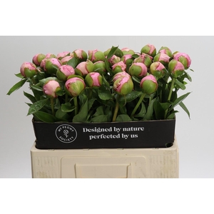 Paeonia Angel Cheeks