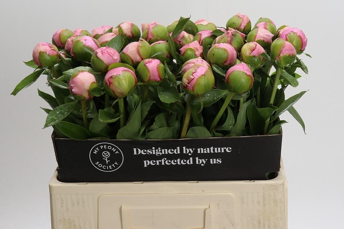 <h4>Paeonia Angel Cheeks</h4>