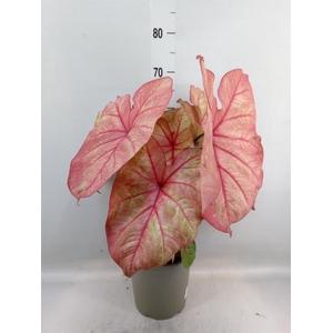 Caladium   ...