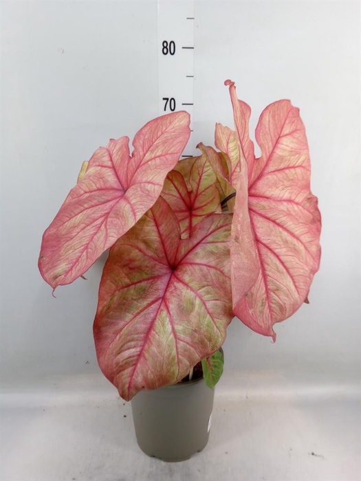 <h4>Caladium   ...</h4>