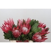 Protea Cyn. Claire