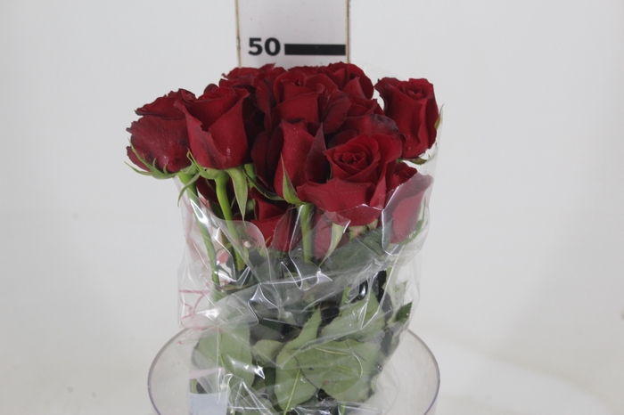 <h4>ROSA SAMOURAI 050 CM ESTUFA</h4>