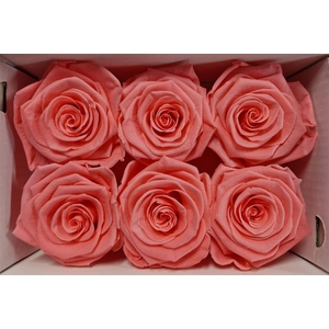 Ro Pres Classic Pink Light