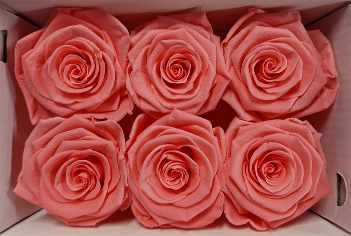 <h4>Ro Pres Classic Pink Light</h4>