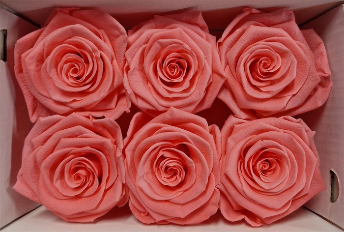 Ro Pres Classic Pink Light