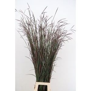 GRAS ANDROPOGON BLACKHOWKS